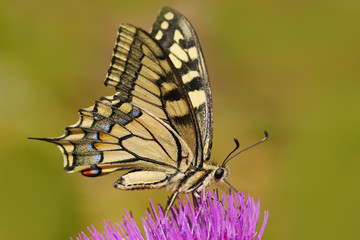 Old World swallowtail, Papilio machaon, butterfly sitting on the pink flower in the nature. Summer...