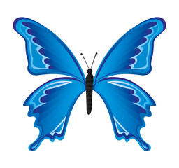 cute butterfly drawn isolated icon vector illustration design