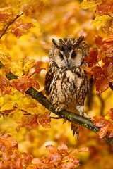 Bird in autumn forest. Owl in orange autumn leaves. Long-eared Owl with orange oak leaves during autumn. Owl in the nature habitat. Autumn orange forest with wild owl. Owl in the nature habitat.