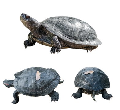 Set of turtles. turtles from different sides. isolated over white background.