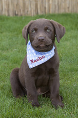 sweet brown labrador puppy playing
