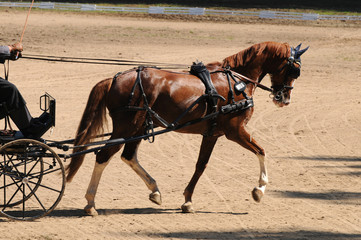 Fahrsport