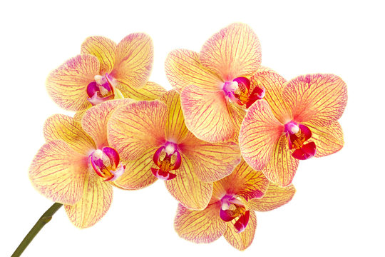 Fototapeta Branch of blossom Phalaenopsis orchid