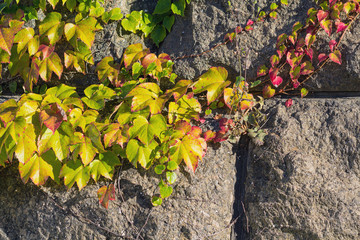 Colorful ivy leaves on the stones lit by the sun. Nature