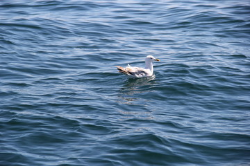 Mouette 1