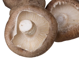 Portobello Mushrooms on White and close-up