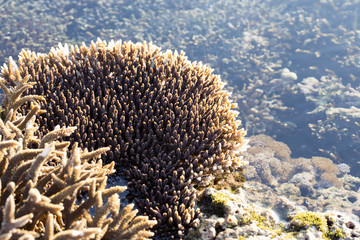 Naklejka na ściany i meble corals exposed during low tide, Nusa Penida, Indonesia