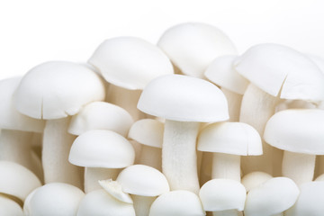 Close-up of fresh edible white Shimeji mushrooms on white background