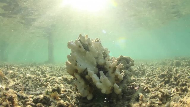 Coral bleaching: dead reef killed by climate change and rising sea temperatures in ocean