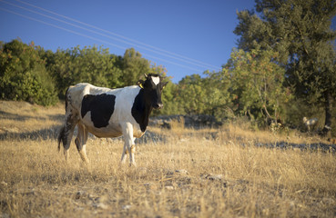 Friesian Cow in Turkey. Taurus Mountains
