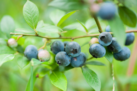 Fresh blueberries in nature outdoors