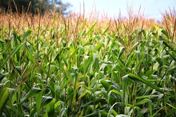 Green corn field in autumn, Italy