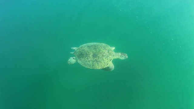 Green Sea Turtle swimming underwater