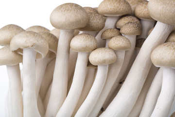 brown beech mushroom on the white 