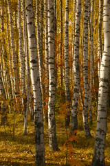 Yellow foliage in autumn Birch Grove