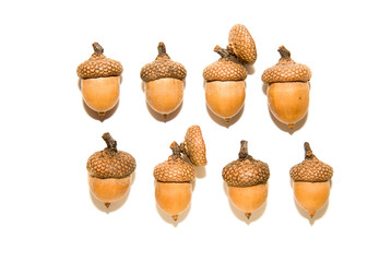 Many of dried acorns on over white