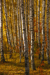 Yellow foliage in autumn Birch Grove