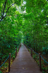 Fototapeta na wymiar Boardwalk in the park of Singapore