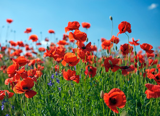 Obraz premium Kwiaty polne maku. Czerwone maki na tle nieba bluesa.