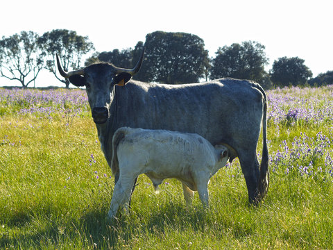Vaca de raza morucha con su ternero blanco charol&eacute;s