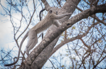 Jumping monkey in tree