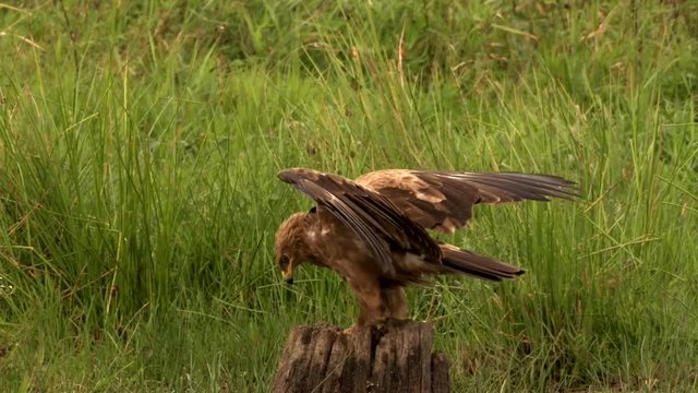Lesser spotted Eagle on a meadow