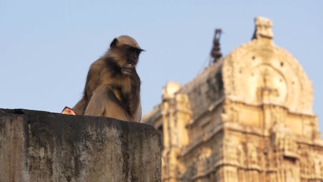 Tufted Gray Langur