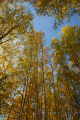 Golden autumn in Russian province
