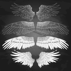 Graphic wings collection