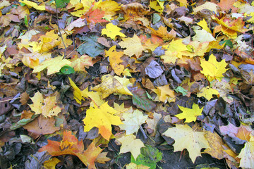 осенняя листва