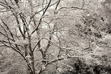 雪が積もった木
