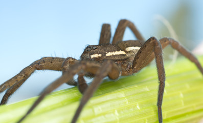 Raft spider, Dolomedes fimbriatus