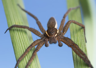 Raft spider, Dolomedes fimbriatus