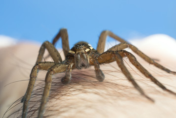 Raft spider, Dolomedes fimbriatus on human skin