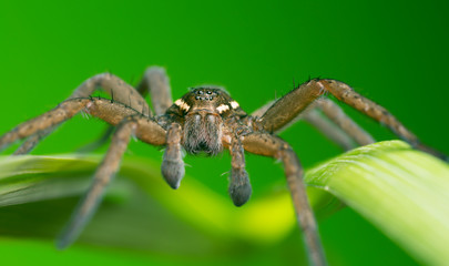 Raft spider, Dolomedes fimbriatus