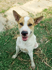 Thai dog is standing on the grass.His color is white and brown.