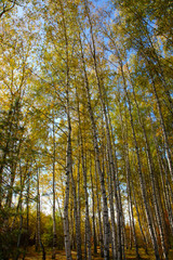 Fototapeta premium Złota jesień w rosyjskiej prowincji