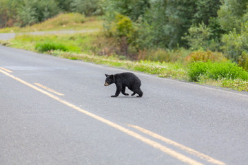 Black bear