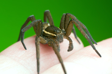 Raft spider, Dolomedes fimbriatus