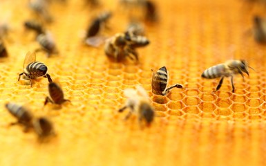 Honeybees in honeycomb