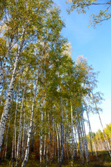 Golden autumn in Russian province