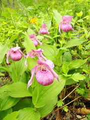 Pink Lady's Slippers
