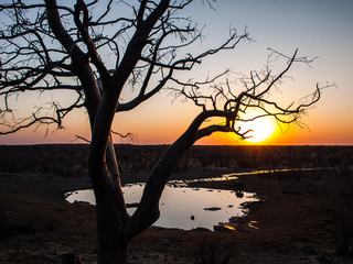 Rhino in the Etosha National Park at sunset, Namibia
