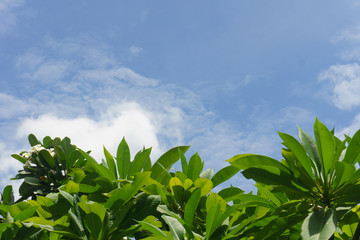 green leaves and blue sky background
