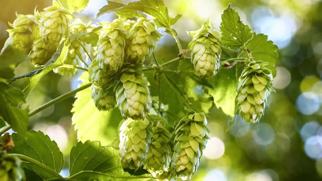 Closeup of hop cones. Agriculture and beer making concept. 4K