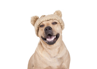 blije vrolijke lachende hond, Amerikaanse Stafford, met gebreide muts met pompons - obrazy, fototapety, plakaty