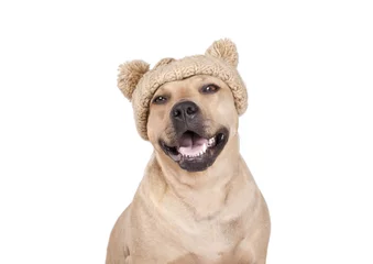 Fotobehang blije vrolijke lachende hond, Amerikaanse Stafford, met gebreide muts met pompons © monicaclick
