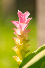 Fototapeta premium Curcuma alismatifolia ,Siam tulip,Summer tulip in the garden