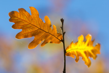 leaves oak  fall  blurred