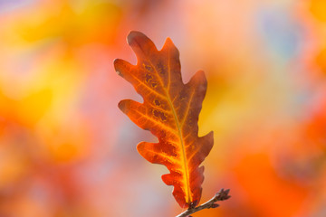 leaves oak  fall  blurred